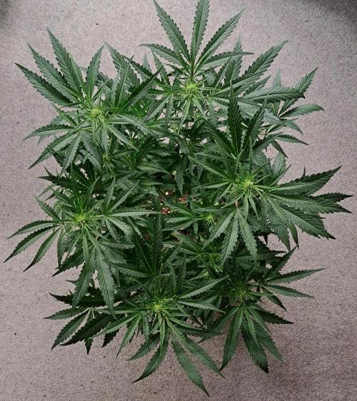 Bruce makes mimosas. Week 5 - Day 35