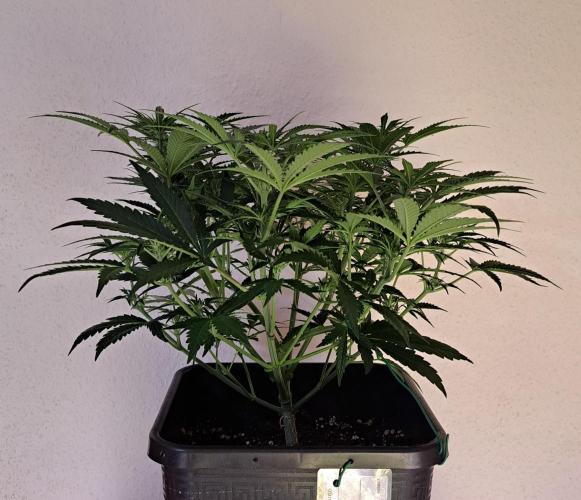 Bruce makes mimosas. Week 5 - Day 35