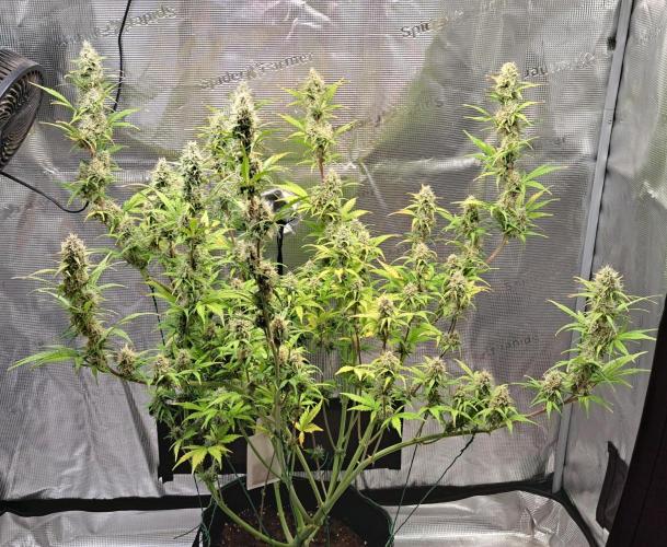 Gorillaz at visit. Week 9 - Day 57