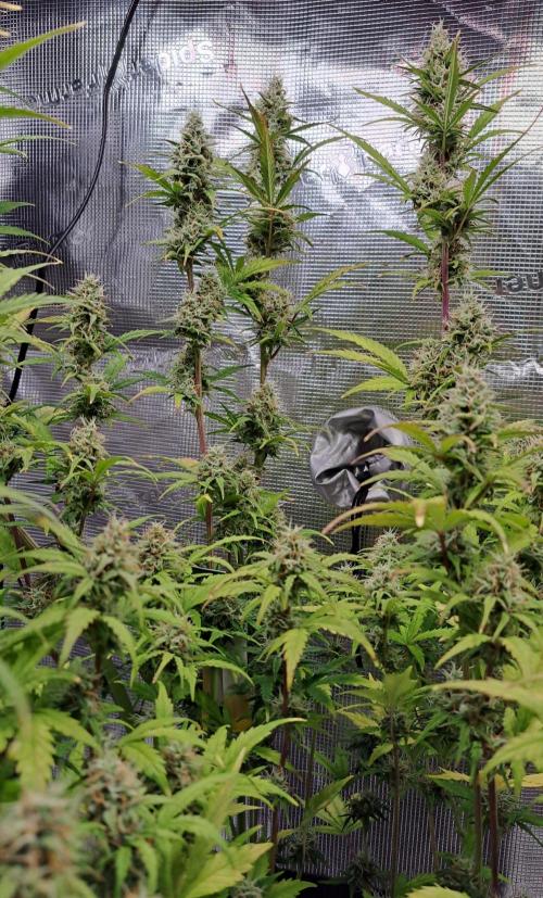 Gorillaz at visit. Week 9 - Day 57