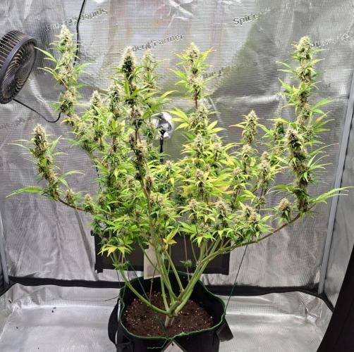 Gorillaz at visit. Week 9 - Day 58