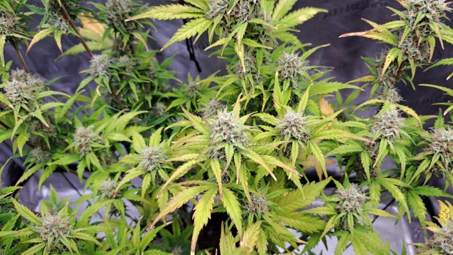 Gorillaz at visit. Week 9 - Day 58