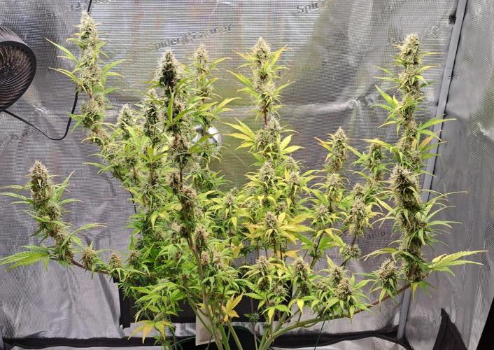 Gorillaz at visit. Week 9 - Day 59