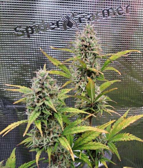 Gorillaz at visit. Week 9 - Day 59