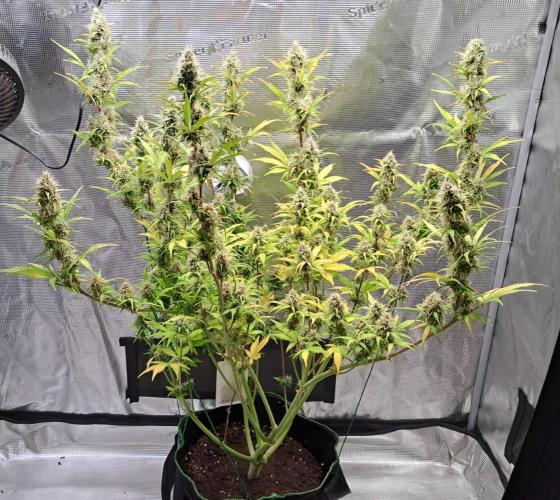 Gorillaz at visit. Week 9 - Day 60