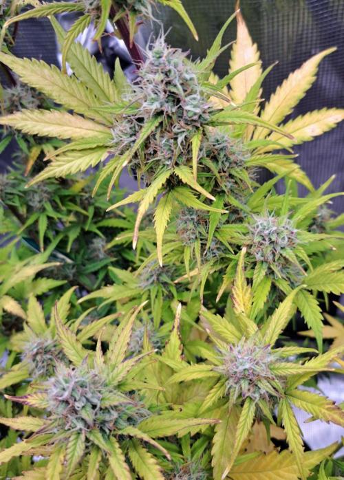 Gorillaz at visit. Week 9 - Day 60