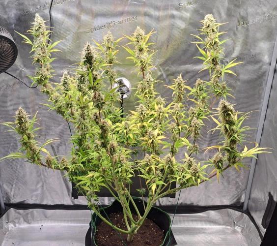 Gorillaz at visit. Week 9 - Day 61