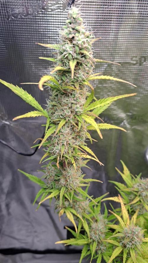 Gorillaz at visit. Week 9 - Day 61