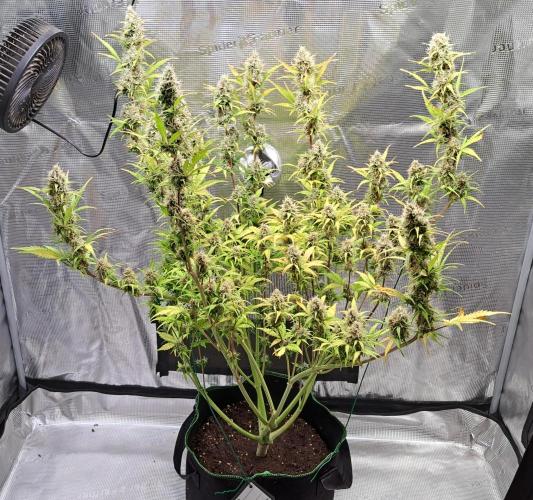 Gorillaz at visit. Week 9 - Day 62