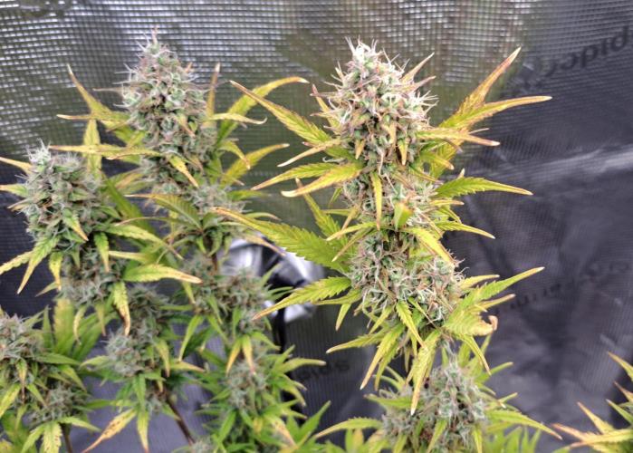 Gorillaz at visit. Week 9 - Day 62