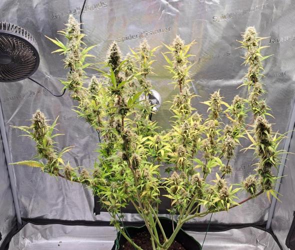 Gorillaz at visit. Week 9 - Day 63