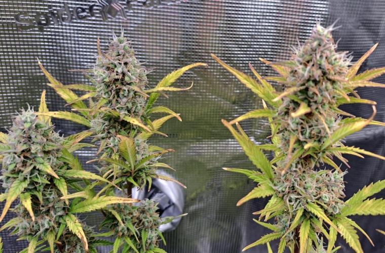 Gorillaz at visit. Week 9 - Day 63