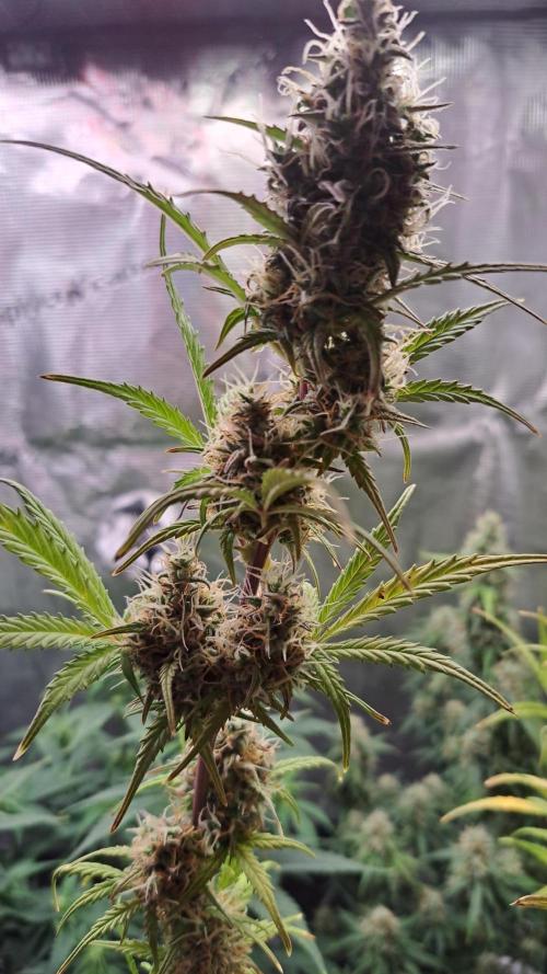 Gorillaz at visit. Week 9 - Day 63