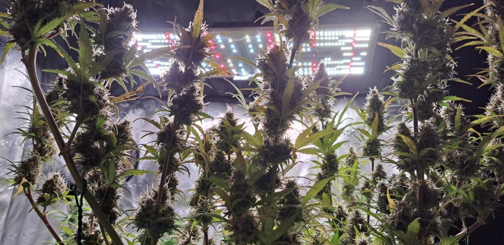 Gorillaz at visit. Week 9 - Day 63