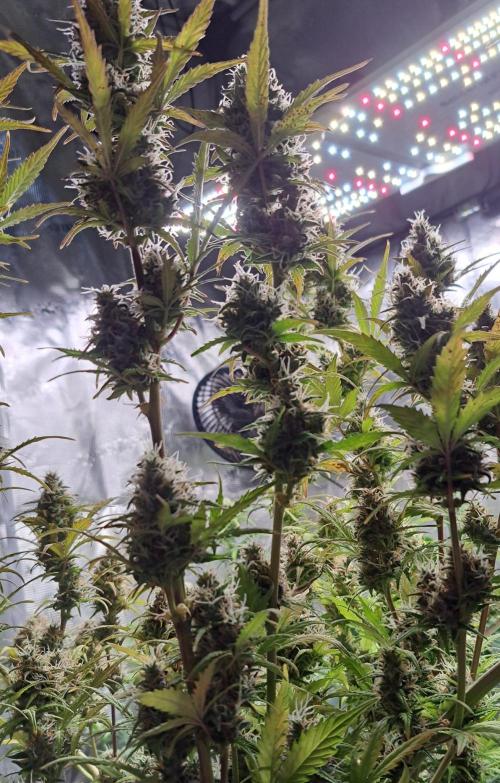 Gorillaz at visit. Week 9 - Day 63