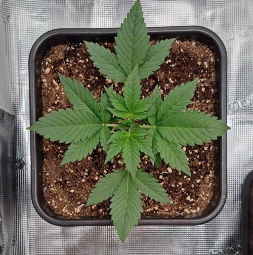 Taste of stardust. Week 3 - Day 15