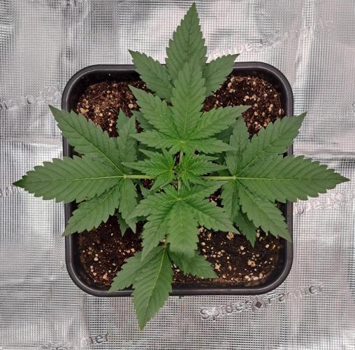 Taste of stardust. Week 3 - Day 17