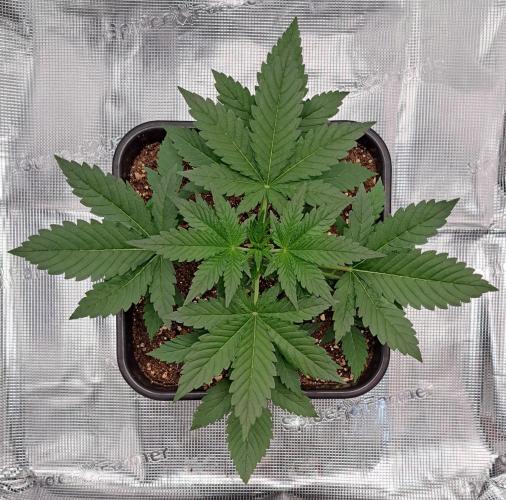 Taste of stardust. Week 3 - Day 19