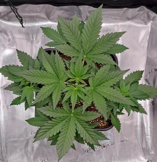 Taste of stardust. Week 3 - Day 21