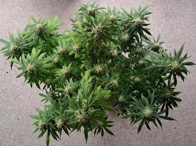 A little Baby Boom. Week 12 - Day 78