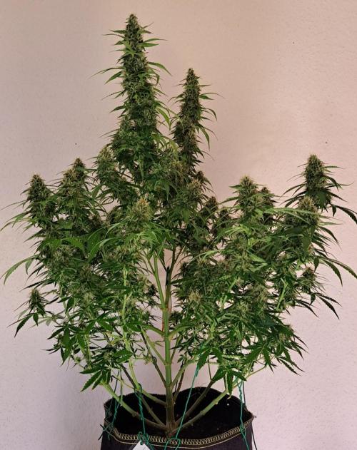 A little Baby Boom. Week 12 - Day 78