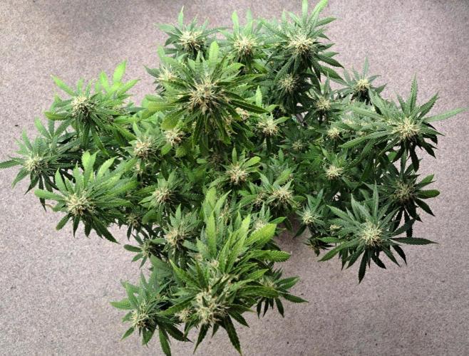 A little Baby Boom. Week 12 - Day 79