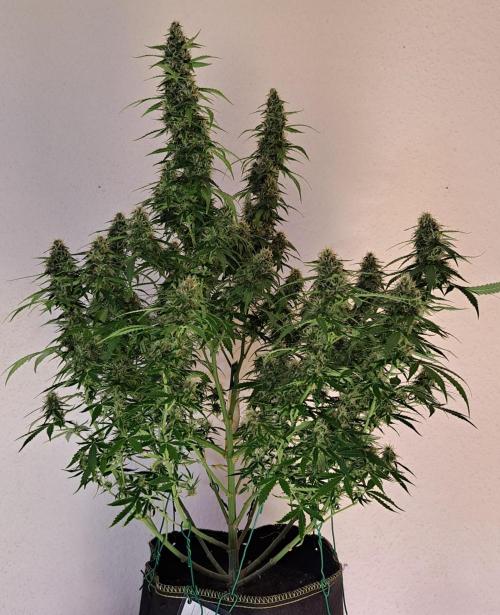 A little Baby Boom. Week 12 - Day 79