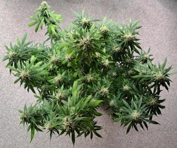 A little Baby Boom. Week 12 - Day 80