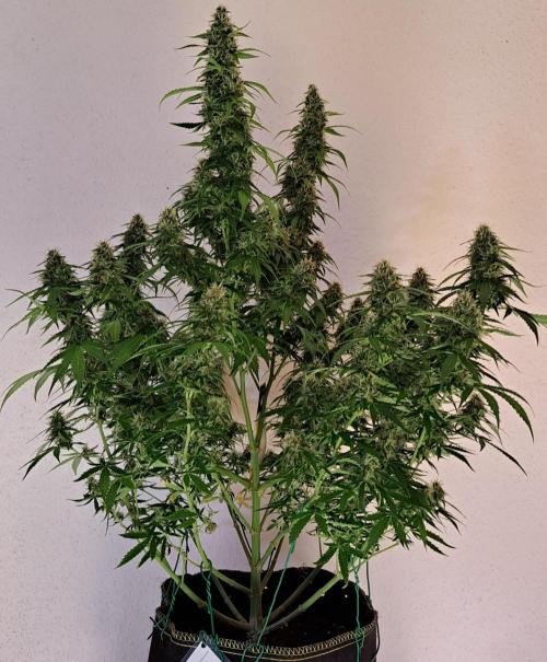 A little Baby Boom. Week 12 - Day 80