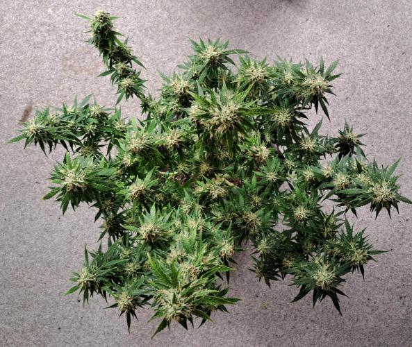 A little Baby Boom. Week 12 - Day 81