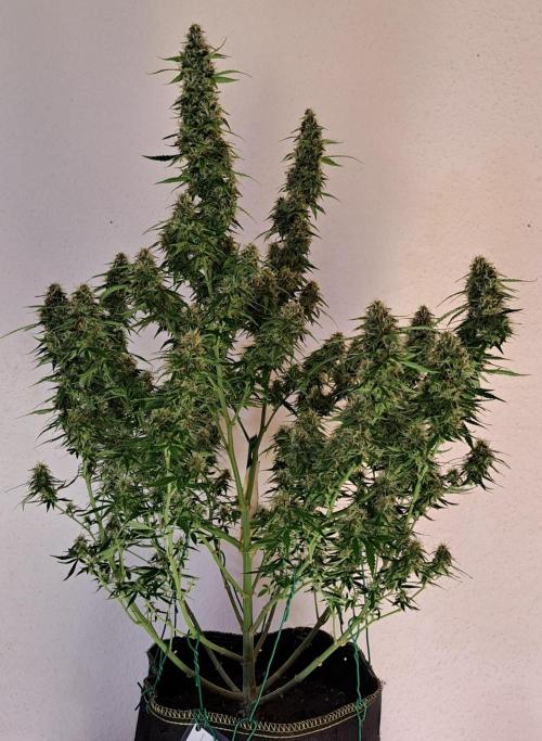 A little Baby Boom. Week 12 - Day 81