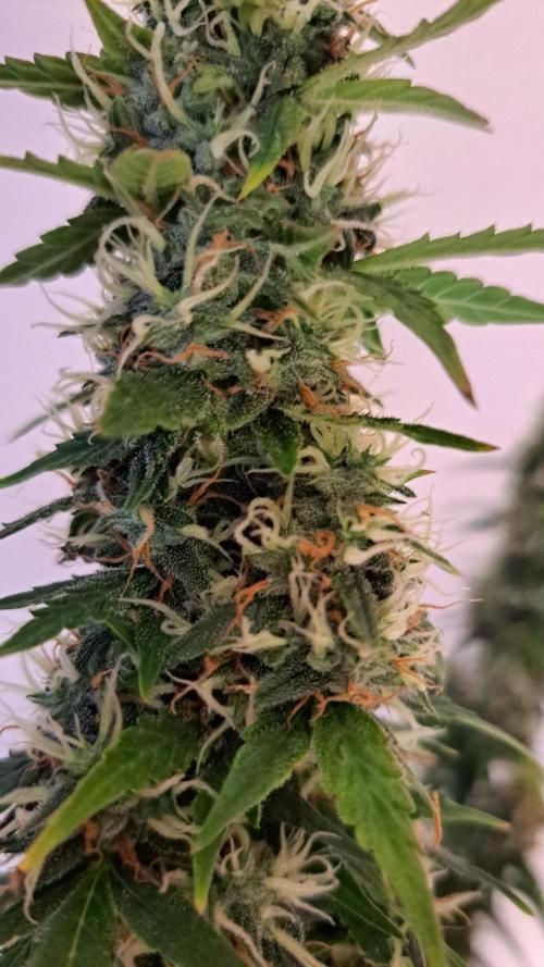 A little Baby Boom. Week 12 - Day 82