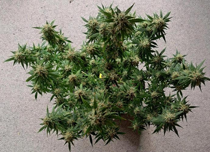 A little Baby Boom. Week 12 - Day 82