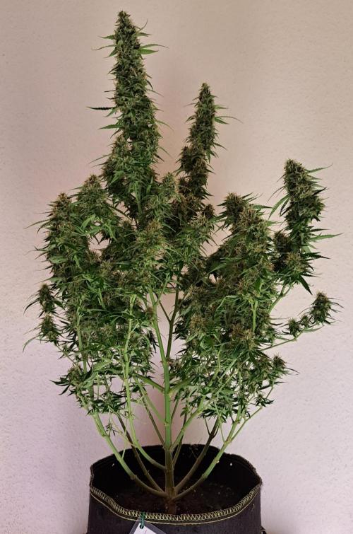 A little Baby Boom. Week 12 - Day 82