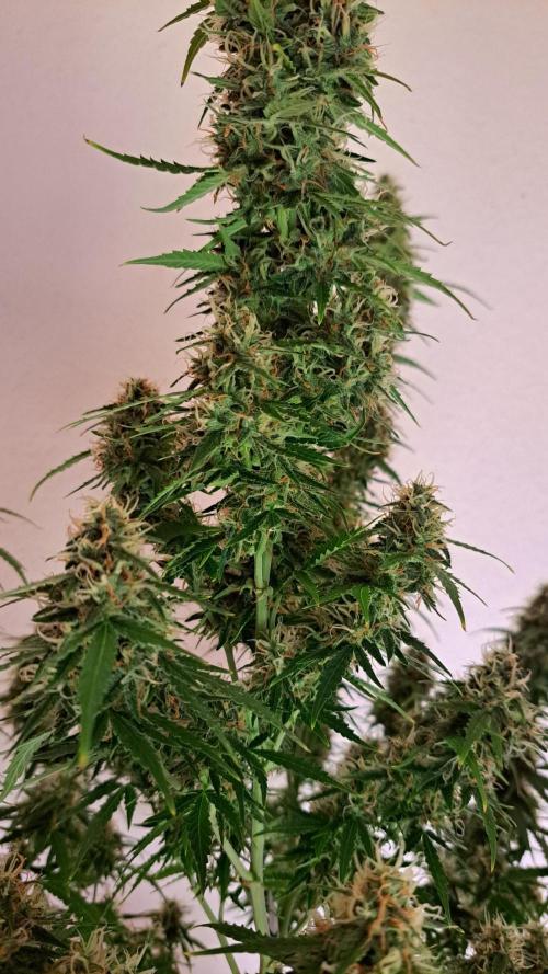 A little Baby Boom. Week 12 - Day 82