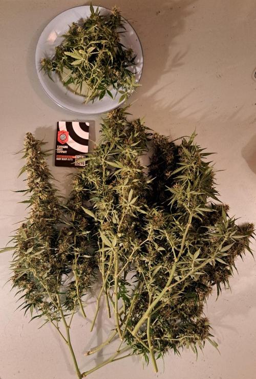 A little Baby Boom. Week 12 - Day 82