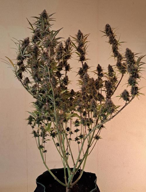 Gorillaz at visit. Week 10 - Day 64