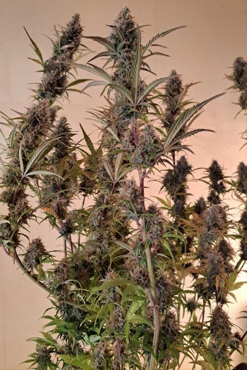 Gorillaz at visit. Week 10 - Day 64