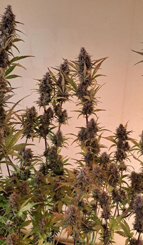 Gorillaz at visit. Week 10 - Day 64