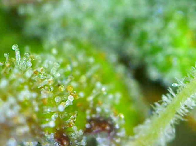 Gorillaz at visit. Week 10 - Day 64