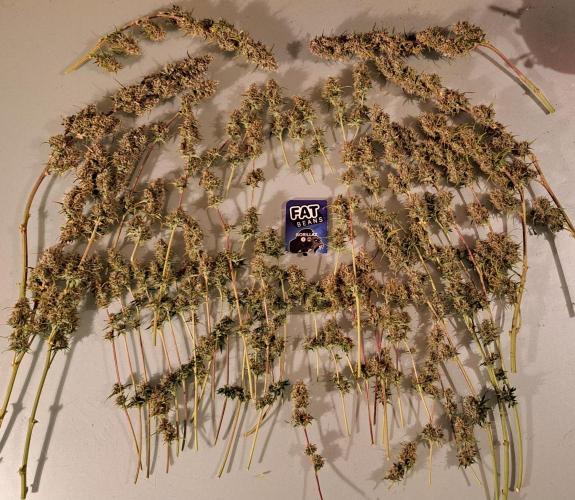 Gorillaz at visit. Week 10 - Day 64