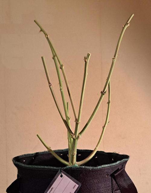 Gorillaz at visit. Week 10 - Day 64