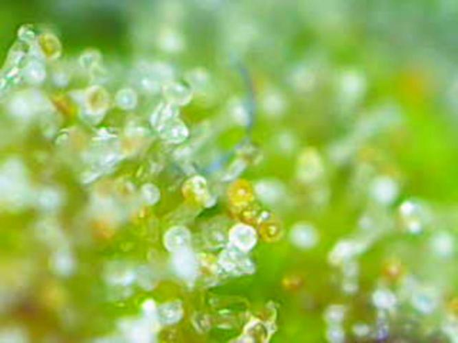 Gorillaz at visit. Week 10 - Day 64