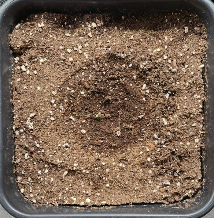 King of Kong. Week 0 - Day 0