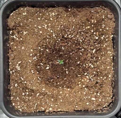 King of Kong. Week 1 - Day 1