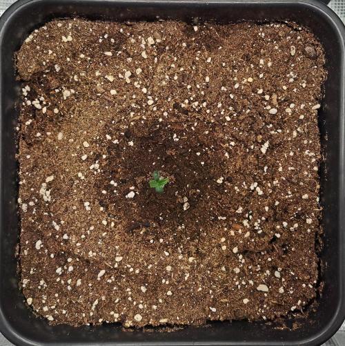 King of Kong. Week 1 - Day 2