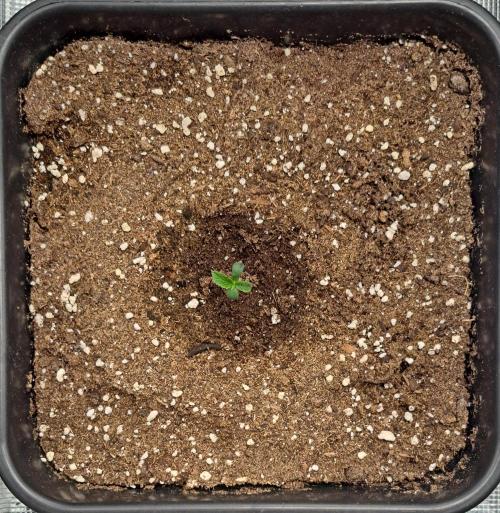 King of Kong. Week 1 - Day 3