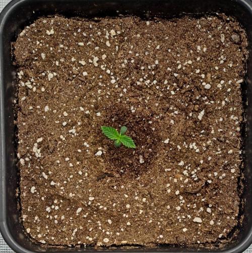 King of Kong. Week 1 - Day 4