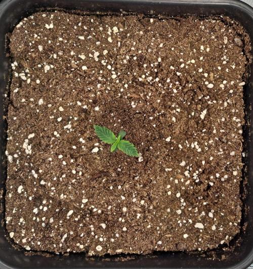 King of Kong. Week 1 - Day 5