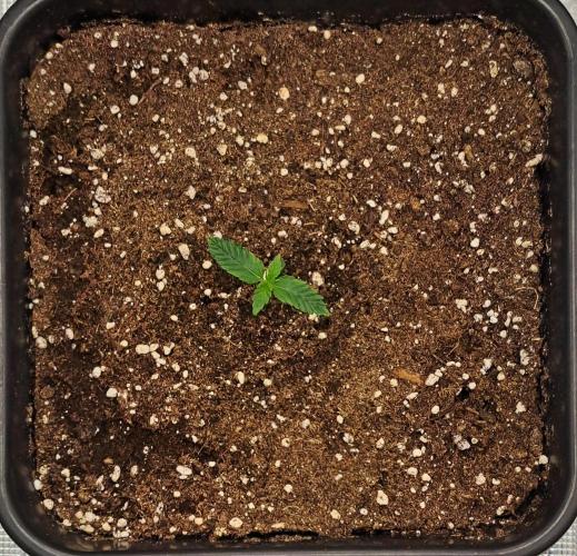 King of Kong. Week 1 - Day 6